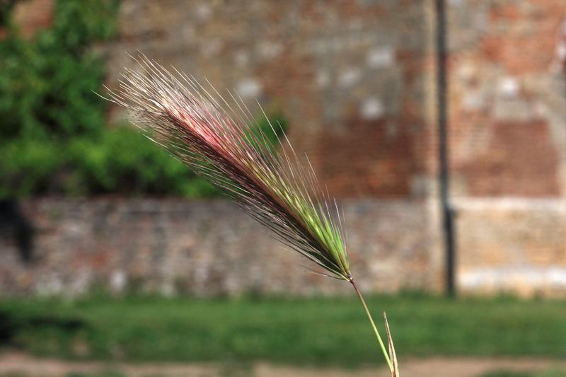 37-San Galgano,16 maggio 2011.jpg